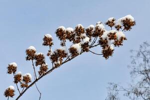 A dry twig of a tree covered with snow in a cold snowy winter photo