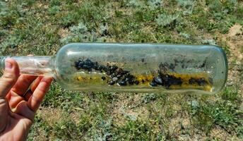 A glass bottle thrown in nature - an insect killer, an ecological problem of garbage in nature, Crimea, Tarkhankut Atlesh photo