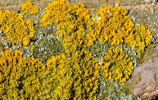 Yellow lichen on the trunk of an old tree, symbiosis of fungus and algae photo