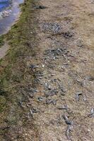 Eutrophication of the reservoir, the death of gobies and other fish in the Tiligul estuary. Water bloom, environmental problem photo