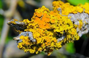 Yellow lichen on the trunk of an old tree, symbiosis of fungus and algae photo