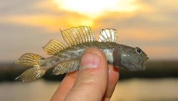 small fish goby in hand against the backdrop of sunset in the evening near Lake Yalpug, Ukraine photo