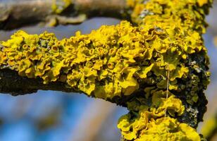 Yellow lichen on the trunk of an old tree, symbiosis of fungus and algae photo