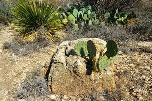 Opuntia cacti and other desert plants in the mountains landscape in New Mexico, USA photo