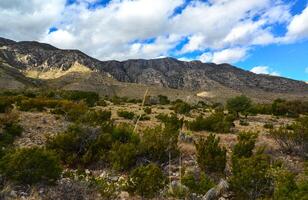Agave, yucca, cacti and desert plants in a mountain valley landscape in New Mexico, photo