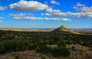 Dry tree, cacti and other desert plants on a cone-shaped landscape in Guadalupe National Park, New Mexico photo