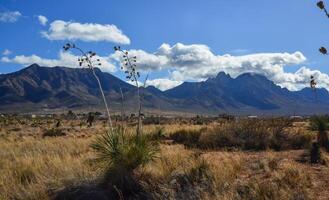 New Mexico desert landscape, high mountains in the background of the desert and drought-tolerant plants, New Mexico photo