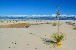 Yucca plants growing in White Sands National Monument, New Mexico, USA photo