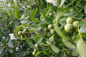 Green walnuts on a tree branch with leaves in the garden photo