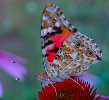 Painted lady Vanessa cardui, butterfly sits on an Echinacea purpurea flower and drinks nectar photo