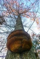 Parasitic fungi Tinder fungus on a tree trunk in the autumn forest, Princeton County, USA photo