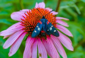 burnet moth Zygaena ephialtes, butterflies sit on an echinacea flower and drink nectar photo