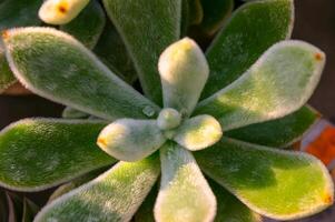 Close-up, succulent leaves of a succulent plant Echeveria sp. in a botanical garden collection photo