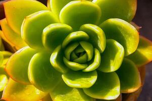 Close-up, succulent leaves of a succulent plant Echeveria sp. in a botanical garden collection photo