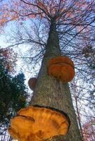 Parasitic fungi Tinder fungus on a tree trunk in the autumn forest, Princeton County photo