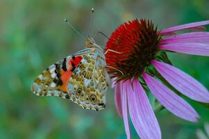 Painted lady Vanessa cardui, butterfly sits on an Echinacea purpurea flower and drinks nectar photo
