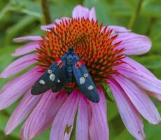 burnet moth Zygaena ephialtes, butterflies sit on an echinacea flower and drink nectar photo