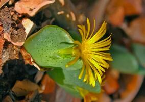 Conophytum bilobum, succulent plant with succulent leaves photo