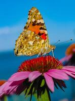Painted lady Vanessa cardui, butterfly sits on an Echinacea purpurea flower and drinks nectar photo