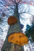 Parasitic fungi Tinder fungus on a tree trunk in the autumn forest, Princeton County photo