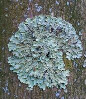 Lichen - it symbiosis fungus and algae that live in the most extreme conditions photo