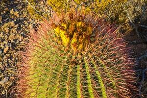 Green Fruits with Seeds on Ferocactus sp. cactus. photo