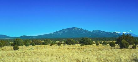 Dry prairie with yellow grass, lonely coniferous trees and mountains in the background during winter in Arizona photo