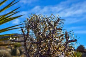 Branched Pencil Cholla, Cylindropuntia ramosissima, Joshua Tree National park photo