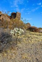 Landscape of a stone desert, Cylindropuntia echinocarpa - Cholla Cactus Garden Sunset Mojave Desert Joshua Tree National Park photo