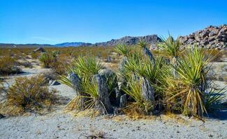 Rock desert landscape in California, yucca, cacti and desert plants in the foreground. photo