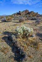 Cylindropuntia echinocarpa - Cholla Cactus Garden Sunset Mojave Desert Joshua Tree National Park photo