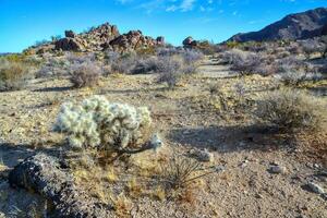 Cylindropuntia echinocarpa - Cholla Cactus Garden Sunset Mojave Desert Joshua Tree National Park photo