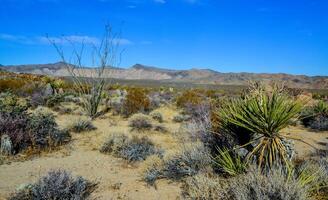 Rock desert landscape in California, yucca, cacti and desert plants in the foreground. photo