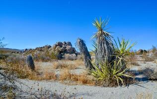 Rock desert landscape in California, yucca, cacti and desert plants in the foreground. photo