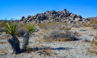 Rock desert landscape in California, yucca, cacti and desert plants in the foreground. photo