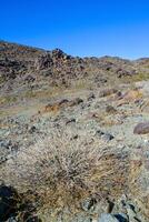 Stone desert and various desert plants in an arid area in Joshua Tree National Park photo