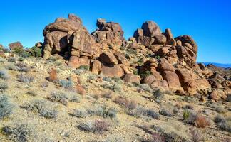 Stone desert and various desert plants in an arid area in Joshua Tree National Park photo