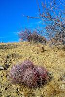 Echinocactus polycephalus, Cottontop Cactus, Many-headed Barrel Cactus, Cannonball Cactus. Cacti in the Arizona desert. photo