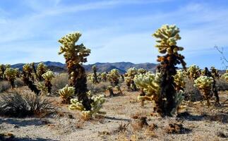 Teddy bear cholla Cylindropuntia bigelovii. Cholla Cactus Garden at Joshua Tree National Park. California photo
