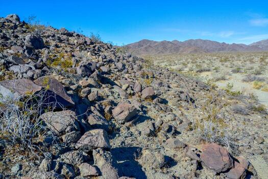 Stone desert and various desert plants in an arid area in Joshua Tree National Park photo