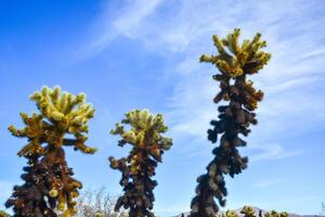 Teddy bear cholla Cylindropuntia bigelovii. Cholla Cactus Garden at Joshua Tree National Park photo