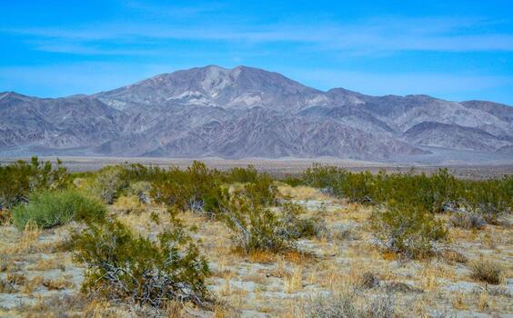 Mountains in the background, Stone desert and various desert plants in an arid area in Joshua Tree National Park photo