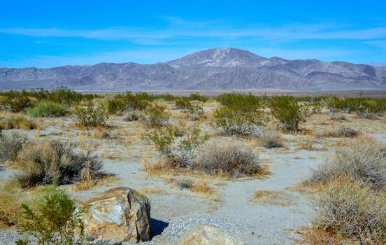 Mountains in the background, Stone desert and various desert plants in an arid area in Joshua Tree National Park photo