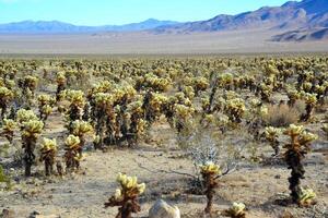 Teddy bear cholla Cylindropuntia bigelovii. Cholla Cactus Garden at Joshua Tree National Park. California photo