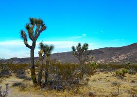 Landscape of stone desert in California, Joshua Tree - a giant yucca in Joshua Tree National Park photo