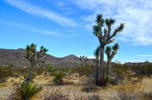 Landscape of stone desert in California, Joshua Tree - a giant yucca in Joshua Tree National Park photo