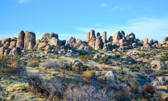 Stone desert and various desert plants in an arid area in Joshua Tree National Park photo