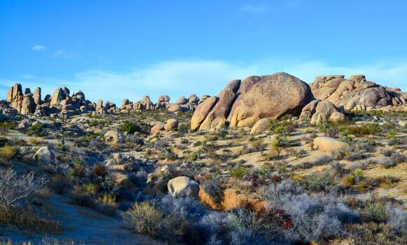 Stone desert and various desert plants in an arid area in Joshua Tree National Park photo