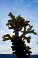 Teddy bear cholla Cylindropuntia bigelovii. Cholla Cactus Garden at Joshua Tree National Park. California photo