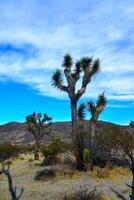 Landscape of stone desert in California, Joshua Tree - a giant yucca in Joshua Tree National Park photo